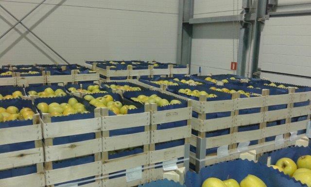 Prima 2000 алма-алмұрт-қара өрік, жемістер, көкөністер 14