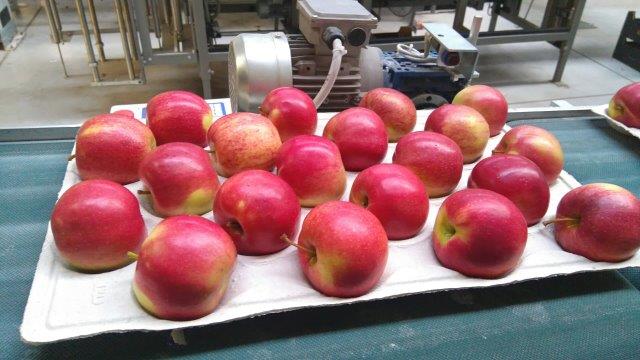 Prima 2000 алма-алмұрт-қара өрік, жемістер, көкөністер 06