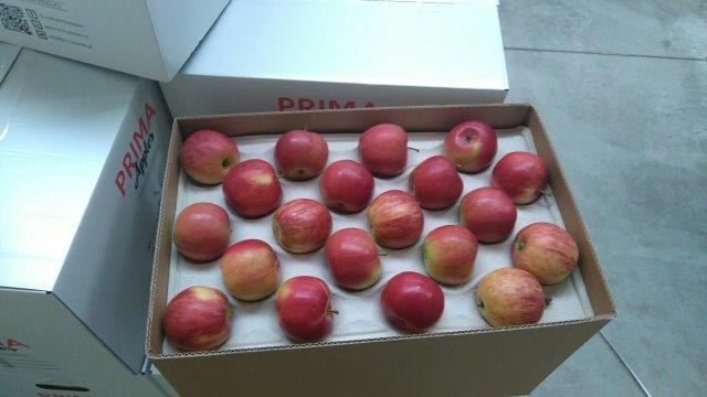 Prima 2000 алма-алмұрт-қара өрік, жемістер, көкөністер 07