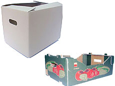 Prima 2000 алма-алмұрт-қара өрік, жемістер, көкөністер 13