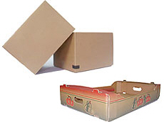 Prima 2000 алма-алмұрт-қара өрік, жемістер, көкөністер 15