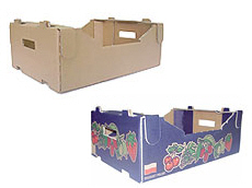 Prima 2000 алма-алмұрт-қара өрік, жемістер, көкөністер 16